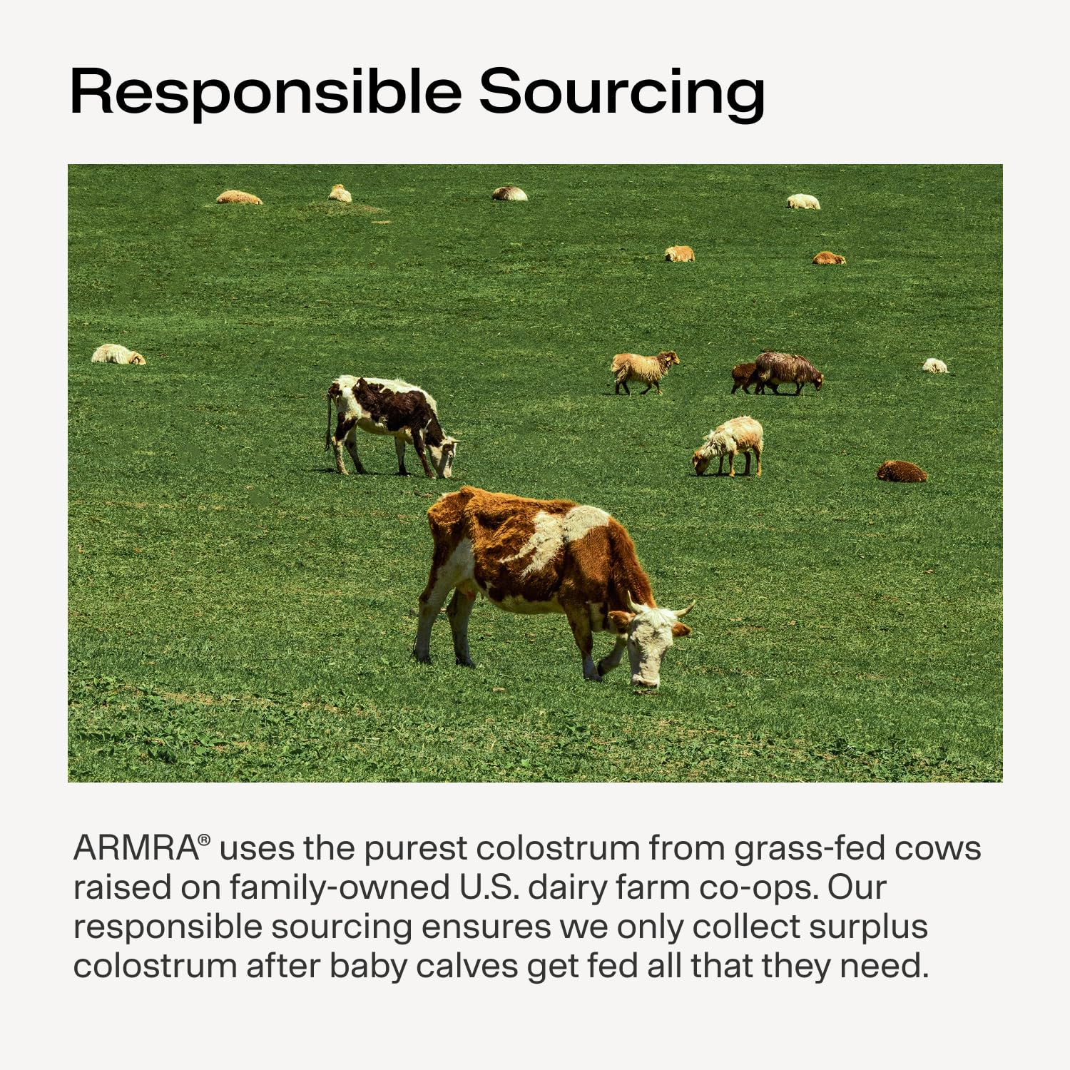 ARMRA Colostrum Powder | Arctic Chai | Gut Health & Bloating | Skin & Hair | Immunity | Keto, Gluten & Fat-Free | 30 Servings